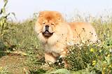 CHOW CHOW 281